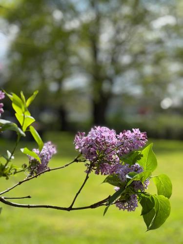 Une bande de fleurs violettes sur un arbre dans l'établissement La Maison Bucolique, Centre de Saint Jacques, à Saint-Jacques-de-la-Lande