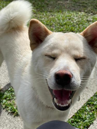 a white dog with its eyes at Chuxu Homestay in Fanlu