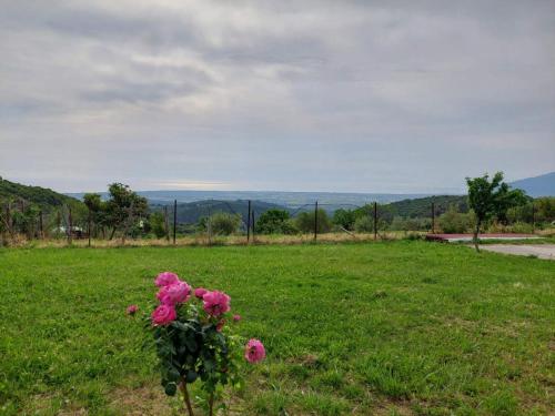 a bunch of pink flowers in a field at Ria's Appartment Egani in Aigáni