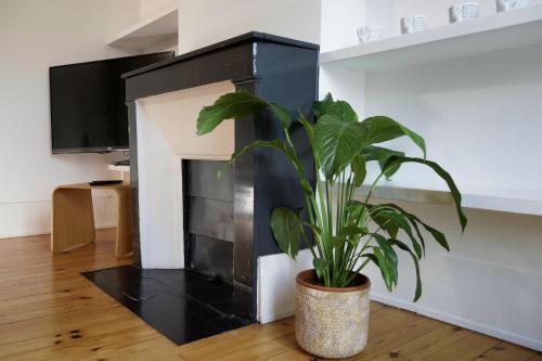 une plante en pot dans un salon avec une cheminée dans l'établissement Charmant appartement au coeur de paris 6ème, à Paris