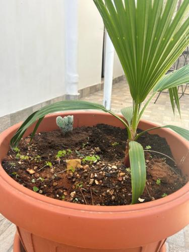 a plant in a pot with a cactus at L'oasi Una Pineta Sul Mare in Custonaci