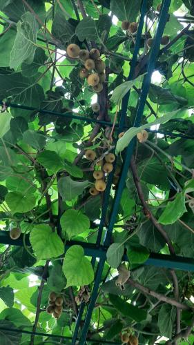 a tree with lots of leaves and fruits on it at Lorena Rooms in Risan