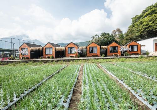 a row of cottages in a field with crops at Yucabin Kintamani in Kubupenlokan
