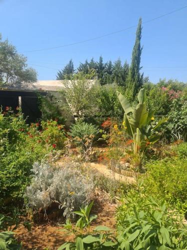 a garden with many different types of plants at Ivi's House Giolou in Paphos City