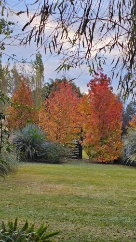 a group of trees with colorful leaves in a field at Posada del Santo Green & Rest - Cabañas in Salta