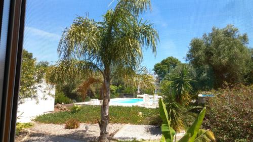 a palm tree in front of a swimming pool at Quinta Laranjal da Arrabida in Palmela