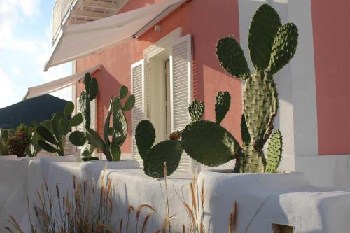 a group of cacti in front of a house at Il Palazzetto Ponza in Ponza