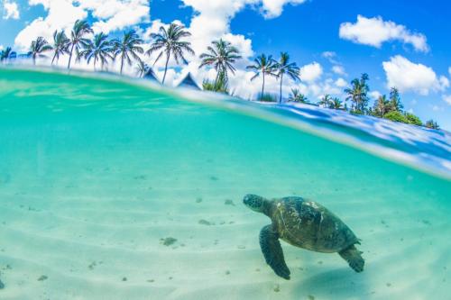 a green turtle swimming in the water near a beach at Ocean Pearl in Kahuku
