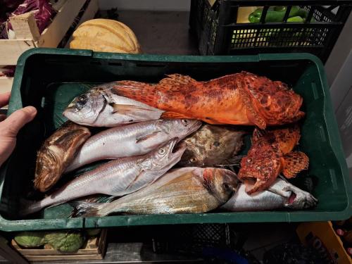 a tray filled with fish and a crab on top at Bracera Inn in Malinska