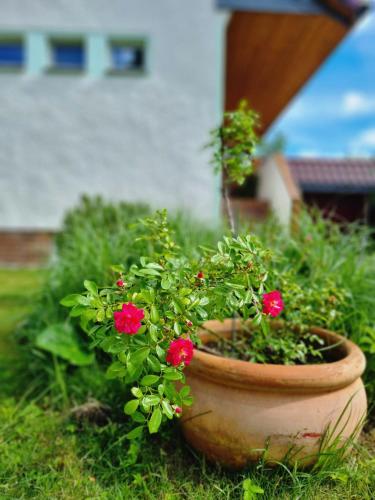 a pot with red flowers sitting in the grass at Ferien Oase am BER in Schönefeld