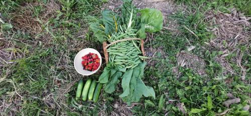 a bunch of greens on the ground with a bowl of strawberries at Le Galussel Gite d'étape et de séjour in Saint-Sébastien