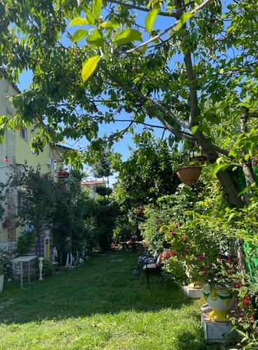 a yard with some plants and a tree at HILL Of SAN PIETRO in Durrës