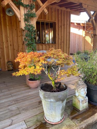a potted tree in a pot on a wooden deck at Chambre d'hôtes sous la canopée in Lanton