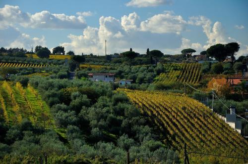 Blick auf einen Weinberg und einen Haufen Bäume in der Unterkunft B&B Colle Mattia in Colonna