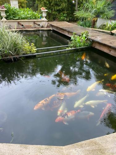 un étang rempli de cerfs-volants dans un jardin dans l'établissement Maison Sainte Geneviève, à Pernes-les-Fontaines