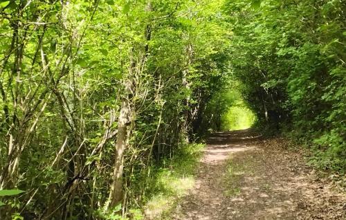 a dirt road through a forest with trees at Amazing Apartment In Marzabotto in Marzabotto