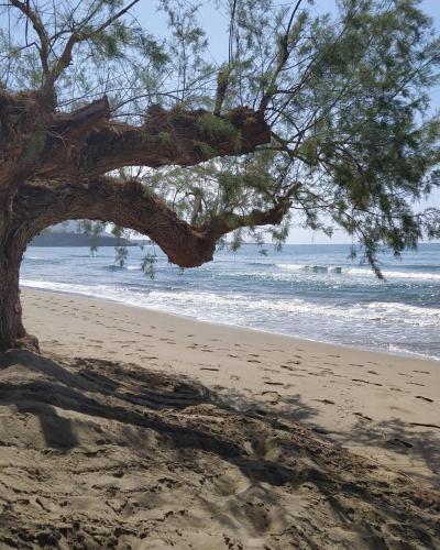 a tree on the beach near the water at Sea View And Mountain View Apartment For 4 People in Makry Gialos