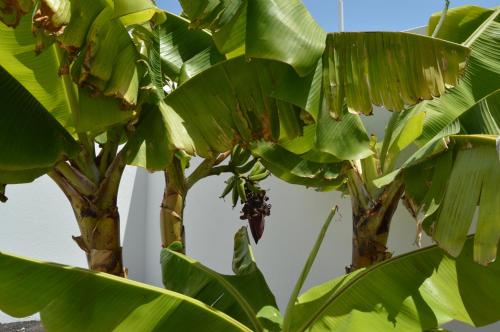 einem Bananenbaum mit vielen grünen Blättern in der Unterkunft Apartamento PLAYA HONDA I - Home Beach in Playa Honda