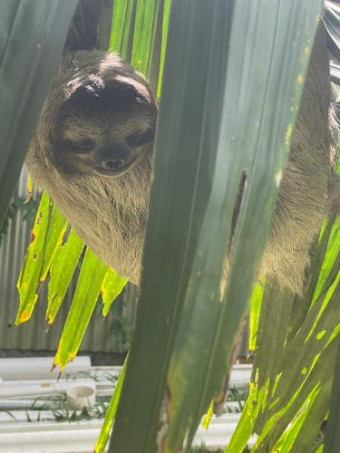 a sloth hanging from a palm tree at Dolphin Blue Paradise in Bocas del Toro