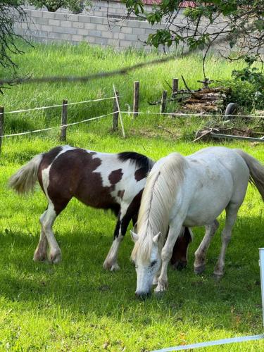 two horses grazing in the grass in a field at Appartement moderne in Bussières-lès-Belmont