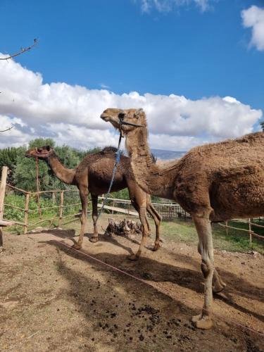 - deux chameaux debout sur un chemin de terre dans l'établissement Les terrasses du Lac Marrakech, à Lalla Takerkoust