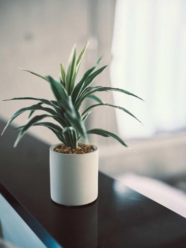 a plant in a white pot sitting on a table at vetta KumamotoCastle602 in Kumamoto