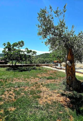 a tree stump sitting in the middle of a field at Ambelas Getaways in Himare