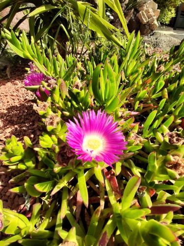 a pink flower on a plant with green leaves at Villa Rasoa in Cap d'Agde