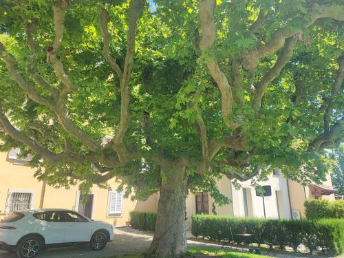 a white car parked next to a large tree at Appartamento in Villa Aulla in Pontedera