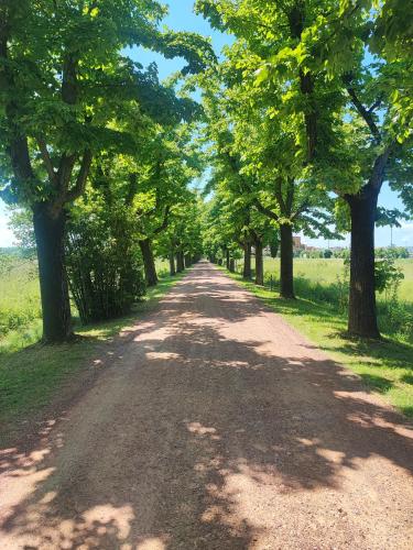 a dirt road with trees on either side at Appartamento in Villa Aulla in Pontedera