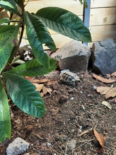 a snake in the dirt next to a rock and a plant at Villa Rasoa in Cap d'Agde
