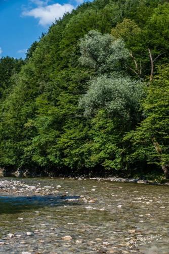 a group of trees on the side of a river at Wohnung im Nationalpark Kalkalpen 2 in Reichraming