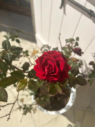 a red rose in a white vase next to a window at Little Stone House in Lymbia