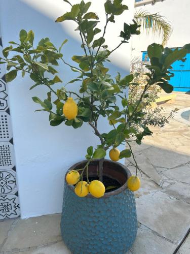 a blue pot with a tree with lemons on it at Little Stone House in Lymbia