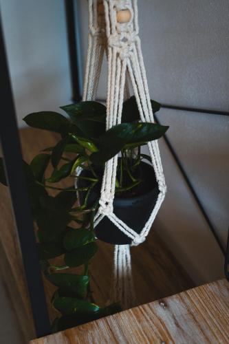 a plant in a vase sitting on a table at the lake room in Nago-Torbole