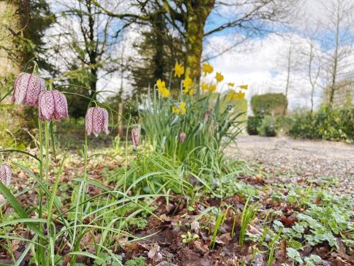 a garden with some flowers in the dirt at Glenastar Lodge in Newcastle West