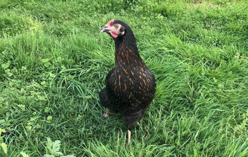 a turkey standing in a field of grass at Ferienwohnung Silvia in Sankt Kanzian