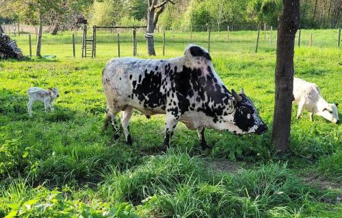 a black and white cow standing next to a tree at Ferienwohnung Silvia in Sankt Kanzian
