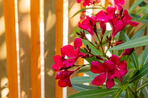 a bunch of pink flowers in front of a fence at Dunas Luxury Beach Resort Tarifa in Tarifa