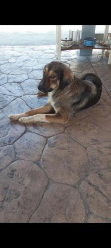 a dog laying on the ground on a stone floor at Spedion Villa - Near to sea villas with heated swimming pool in Gythio