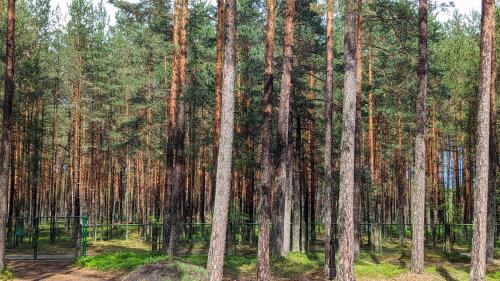 Gallery image of Pine forest house 6 in Gauja