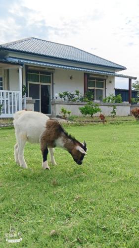 B&Bの敷地内または近くにいる動物