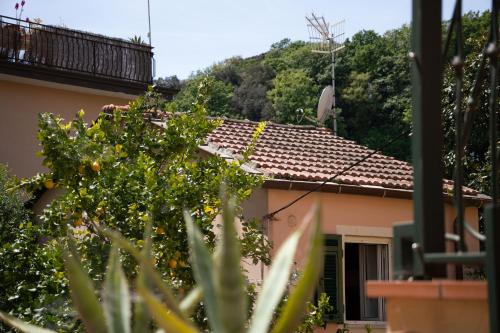 een huis met een sinaasappelboom ervoor bij House in Pitelli - close to the 5 Terre, Gulf of Poets, Tuscany in Pitelli