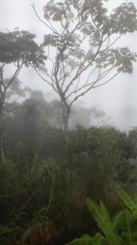 a misty forest with a tree in the middle at Alojamiento campestre in Cali