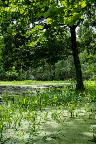 a swamp with plants and a tree and water at Villa de charme- étang privé-15 min Parc Fédéral Lamotte- Salle de Sport privée CAUTION OBLIGATOIRE in Pierrefitte-sur-Sauldre