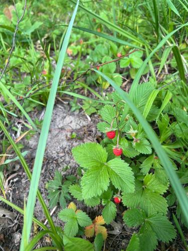 a bunch of green plants with red berries in the grass at Карпатська Модрина in Kosiv