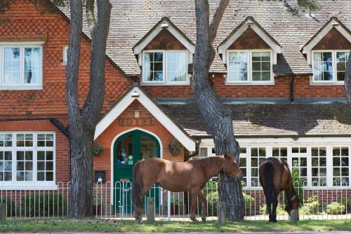 Animals at the hotel or nearby 