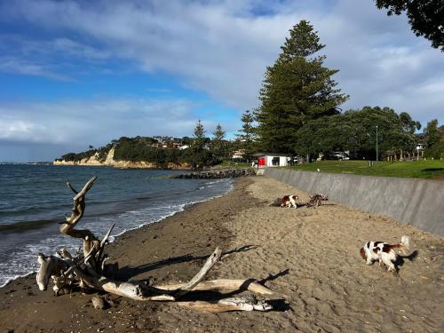 two cows laying on a beach next to the water at Waiake Beach Apartments in Auckland