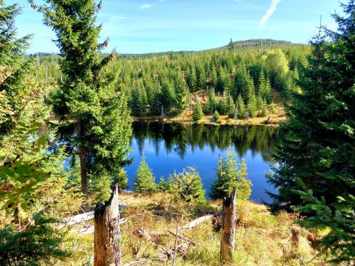 a lake in the middle of a forest at Pension Kilger in Mauth