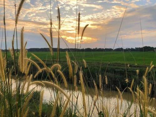 a field with tall grass next to a body of water at Dangau Tokwan in Pokok Sena